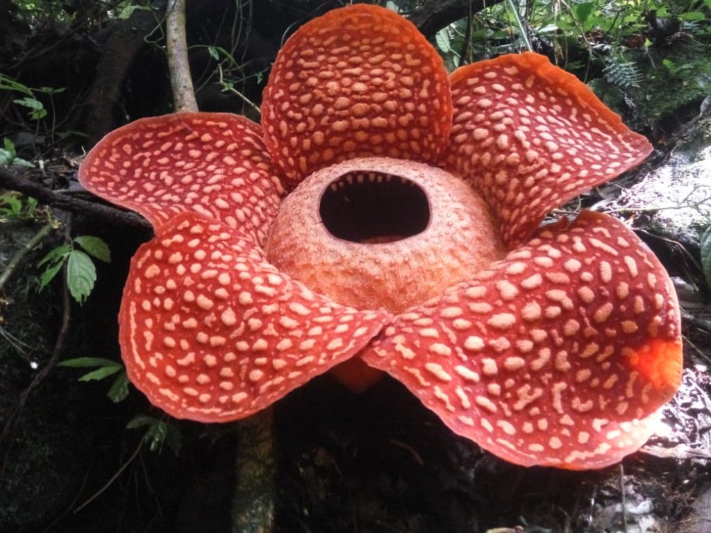 Bunga Rafflesia tuan-mudae Diameter Besar Mekar di Cagar Alam Maninjau Sumatera Barat