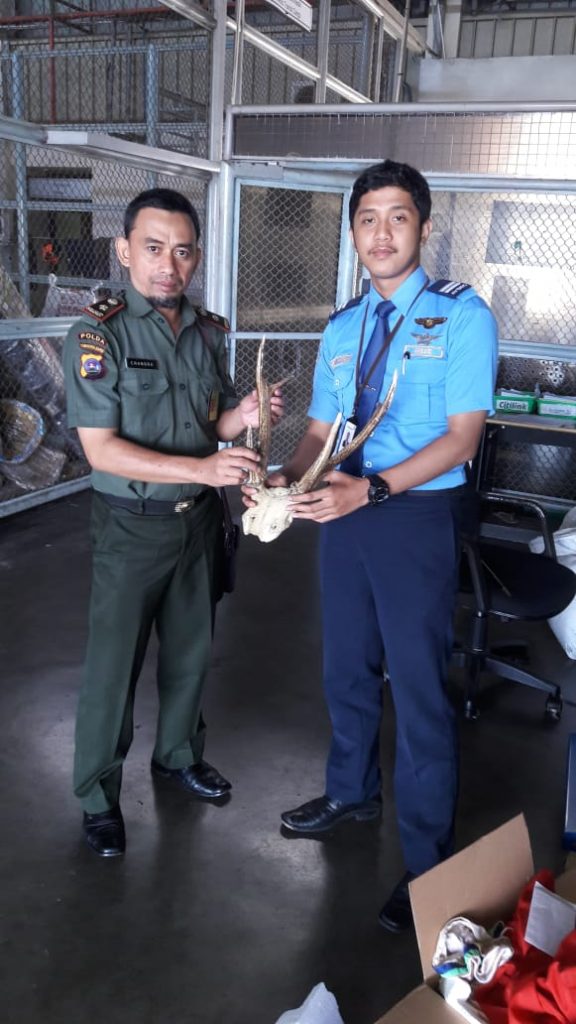 Pengiriman Kepala dan tanduk Rusa berhasil digagalkan BKSDA Sumbar
