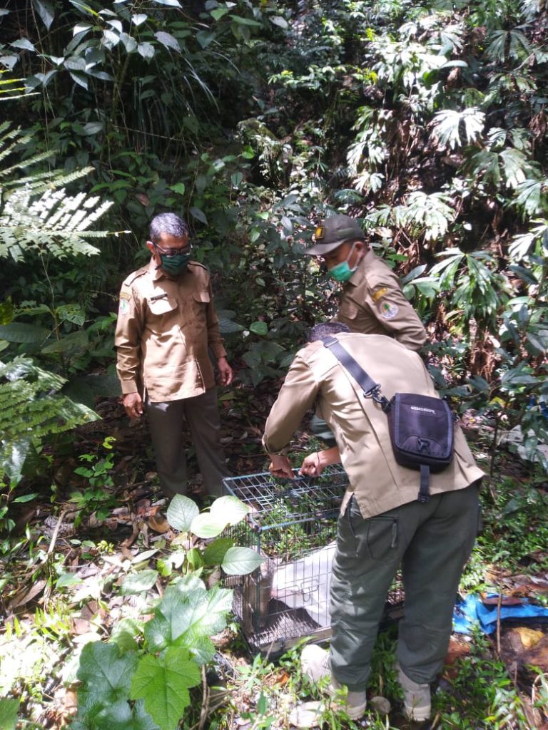 Release Satwa Trenggiling Penyerahan Masyarakat Di Kawasan Twa Air Putih Kelok Sembilan