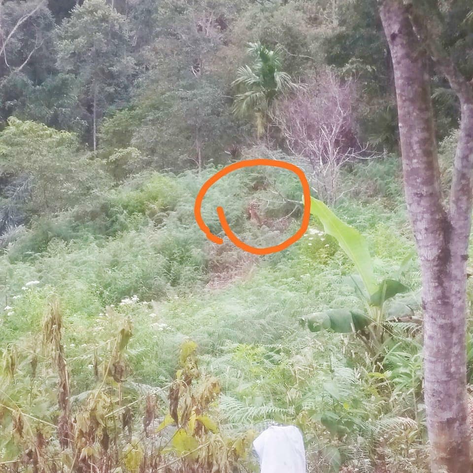 Penghalauan Harimau Sumatera di Nagari Gantung Ciri Kabupaten Solok