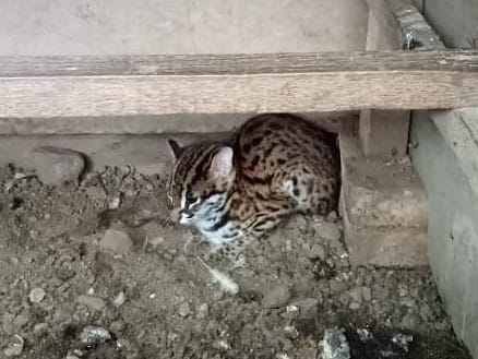 SEEKOR KUCING KUWUK DI EVAKUASI DARI KANDANG AYAM WARGA PASAMAN