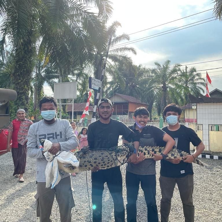 Penyelamatan Buaya Muara Dari Ujung Gading, Pasaman Barat
