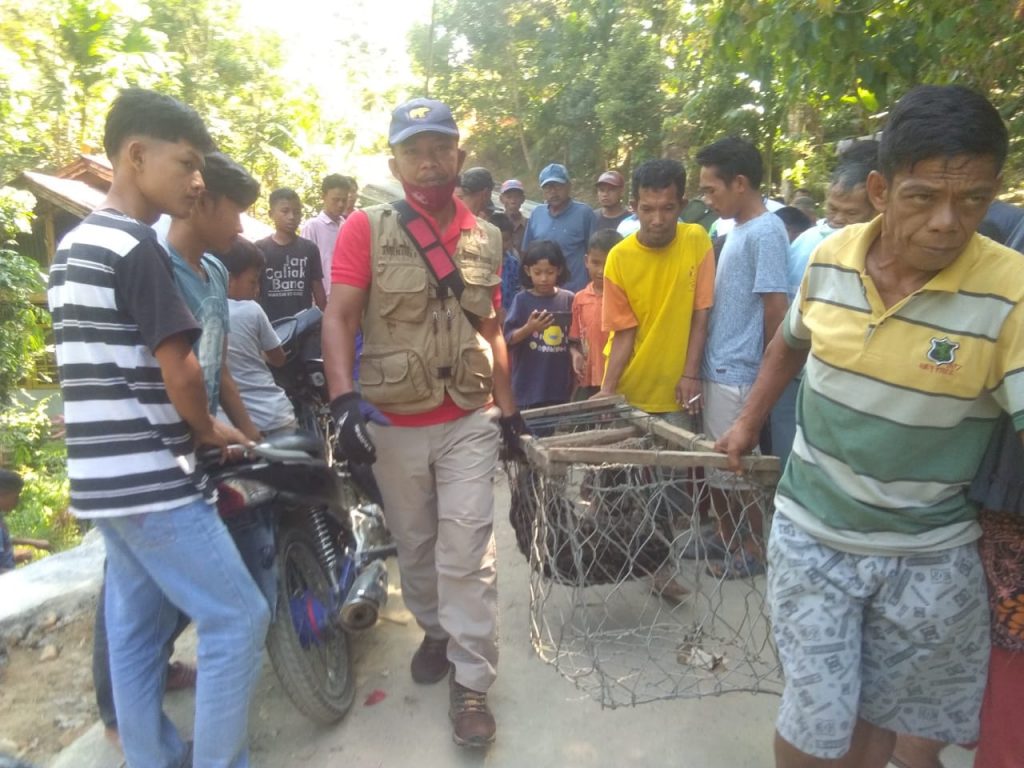 Terkam beruk, macan dahan dievakuasi oleh tim resort KSDA PESISIR  SELATAN