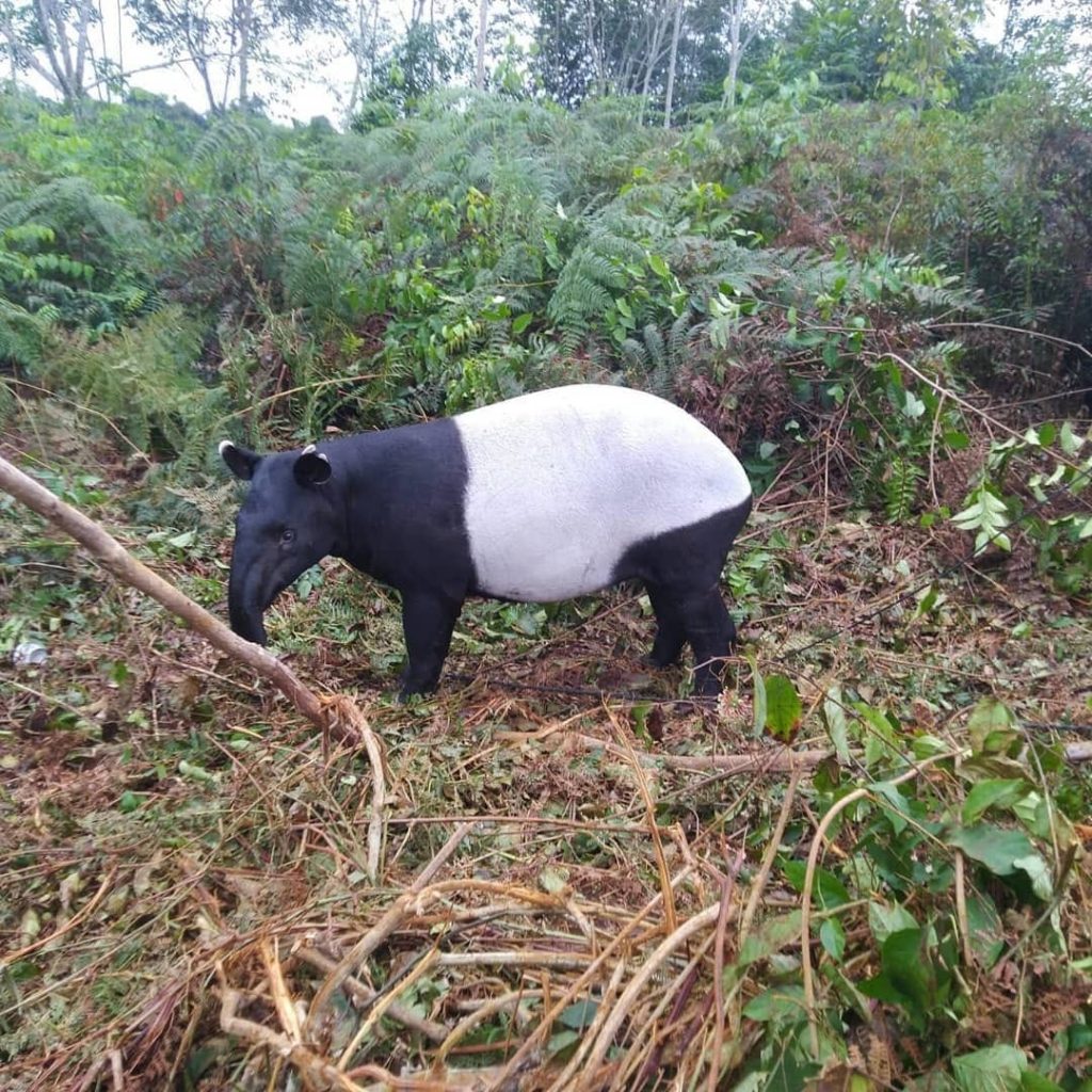 Bersama Masyarakat, BKSDA Sumbar Berhasil melepaskan Tapir yang  Terjerat