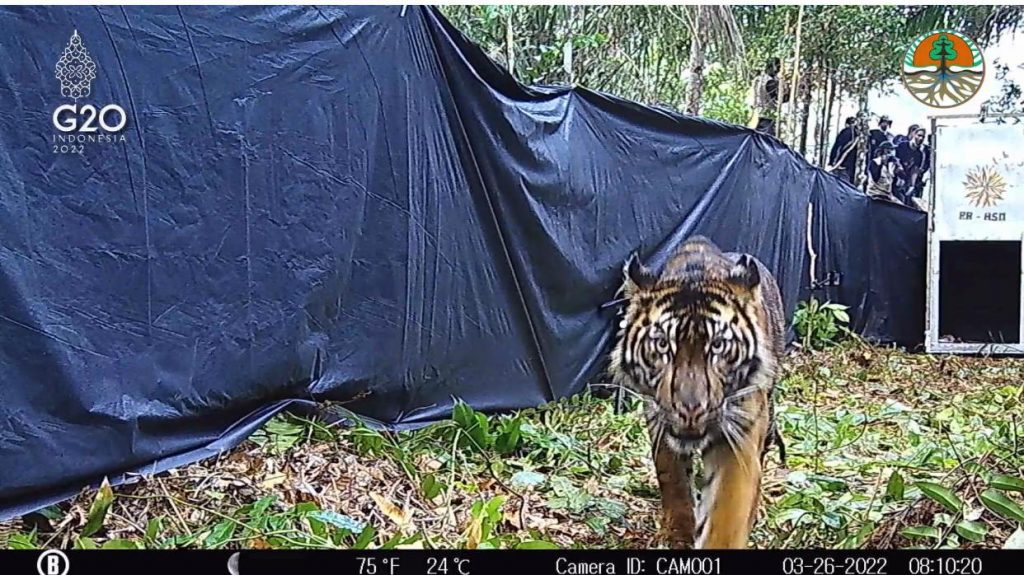 Kembalinya Lanustika Ke Rimba Raya