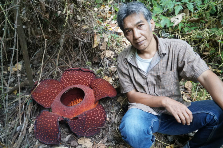 Keberhasilan Joni Hartono Menanam Raflesia di Pekarangan Rumah