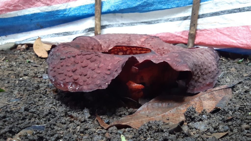 Misteri Raflesia Arnoldi di Limau Manis Terbongkar