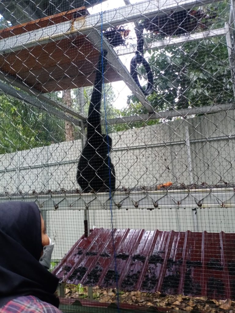 4 Ekor satwa langka Bilow kembali ke alam aslinya Pulau Siberut