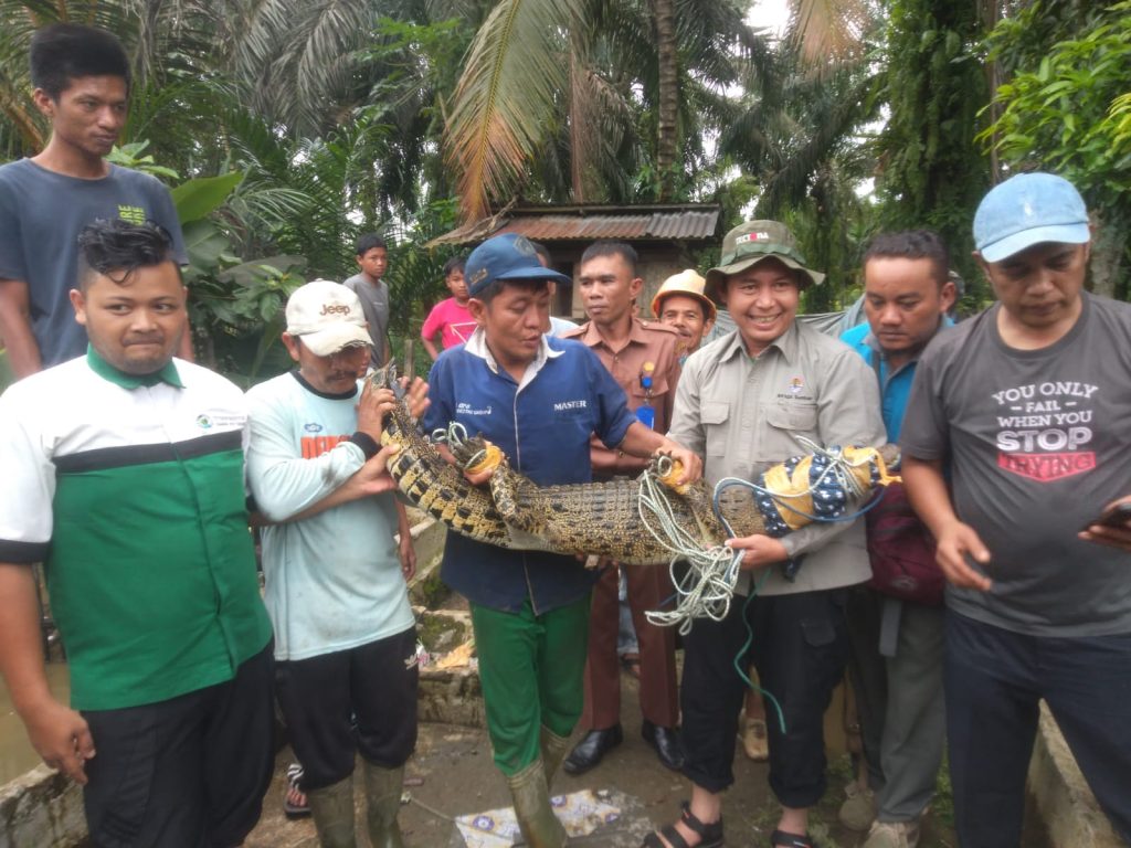 Tim WRU SKW I Sukses Evakuasi Satwa Buaya di Pasaman Barat