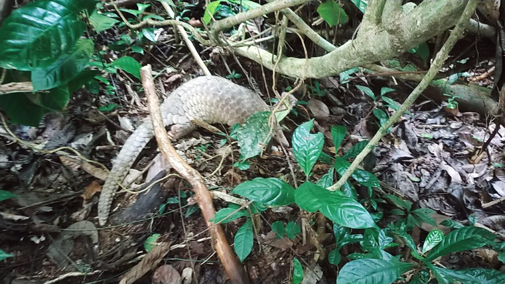 Satwa Trenggiling Ditemukan Dihalaman Pondok Pesantren Haji Miskin