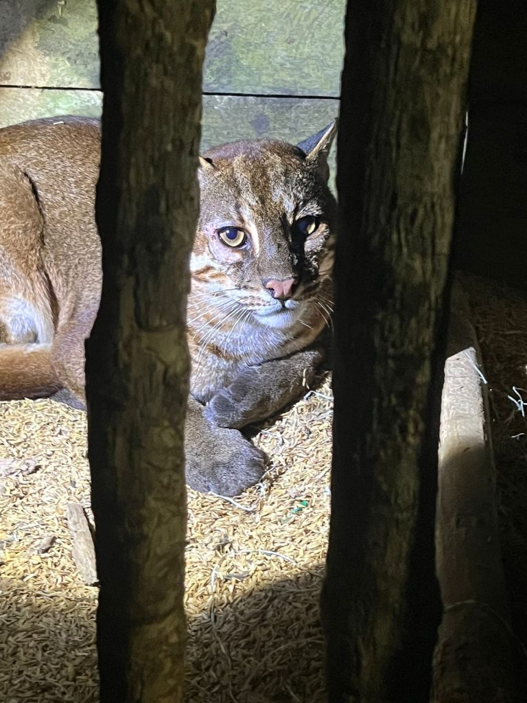 Evakuasi dan Pemulihan Satwa Kucing Emas (Pardofelis Temminckii) di Pasaman