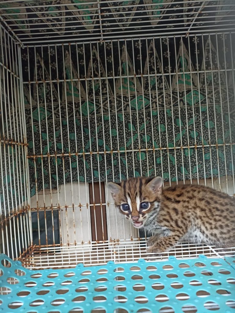 Masyarakat Solok Selamatkan Anak Kucing Hutan dari Ancaman Anjing Liar