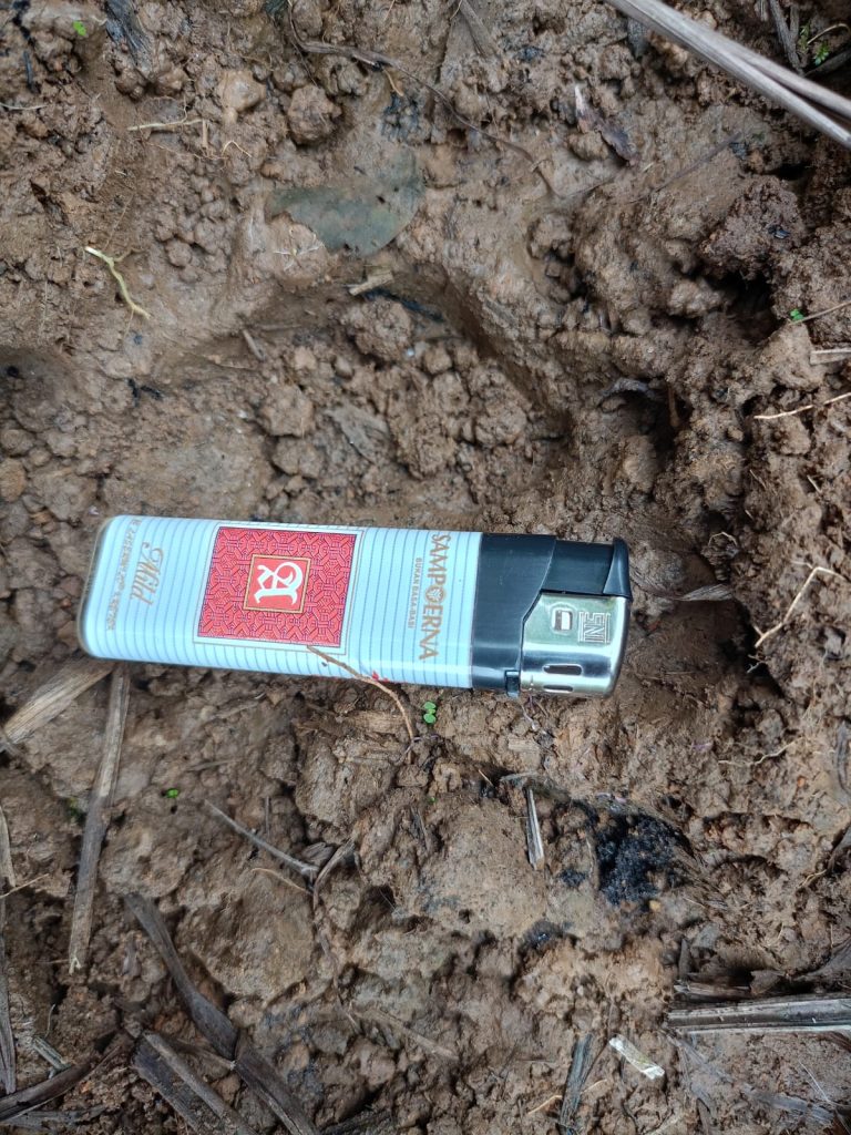 Kemunculan Harimau Sumatera di Ladang Sawit Warga