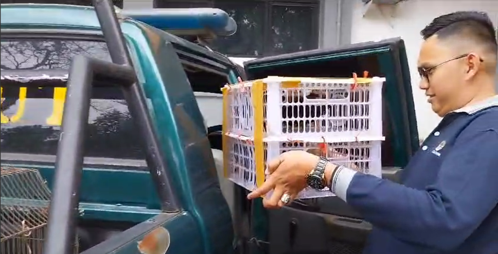 Balai KSDA Sumbar Menerima Penyerahan 6 Tiong Emas