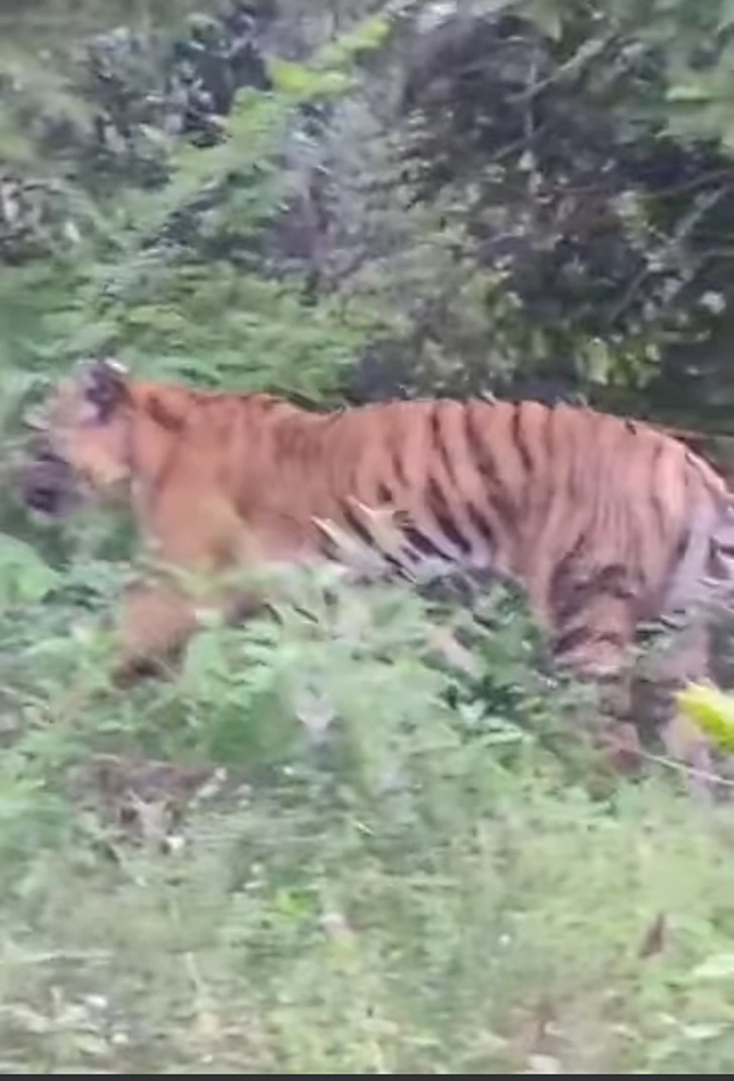 Harimau Sumatera Bertandang KA Sijunjung