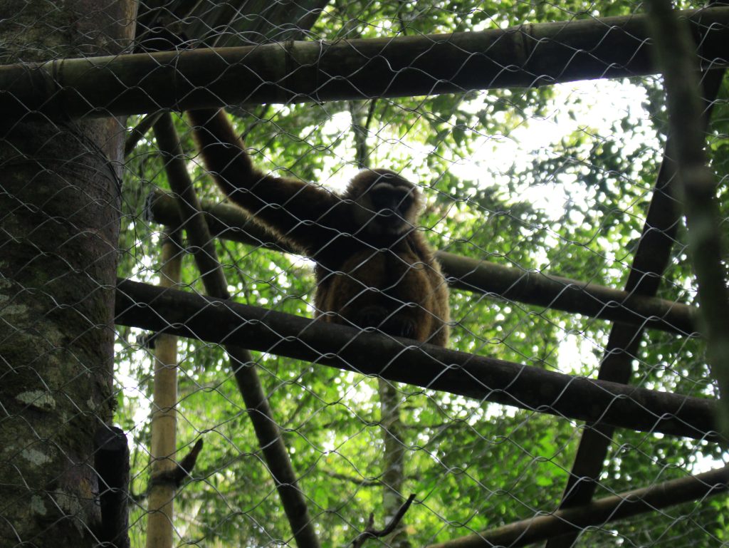 Enam Belas Owa-Owa Kembali Ke Habitatnya