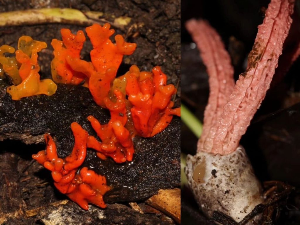 Ekspedisi Jamur: Mengungkap Keanekaragaman Jamur di Kawasan Konservasi Sumatera Barat