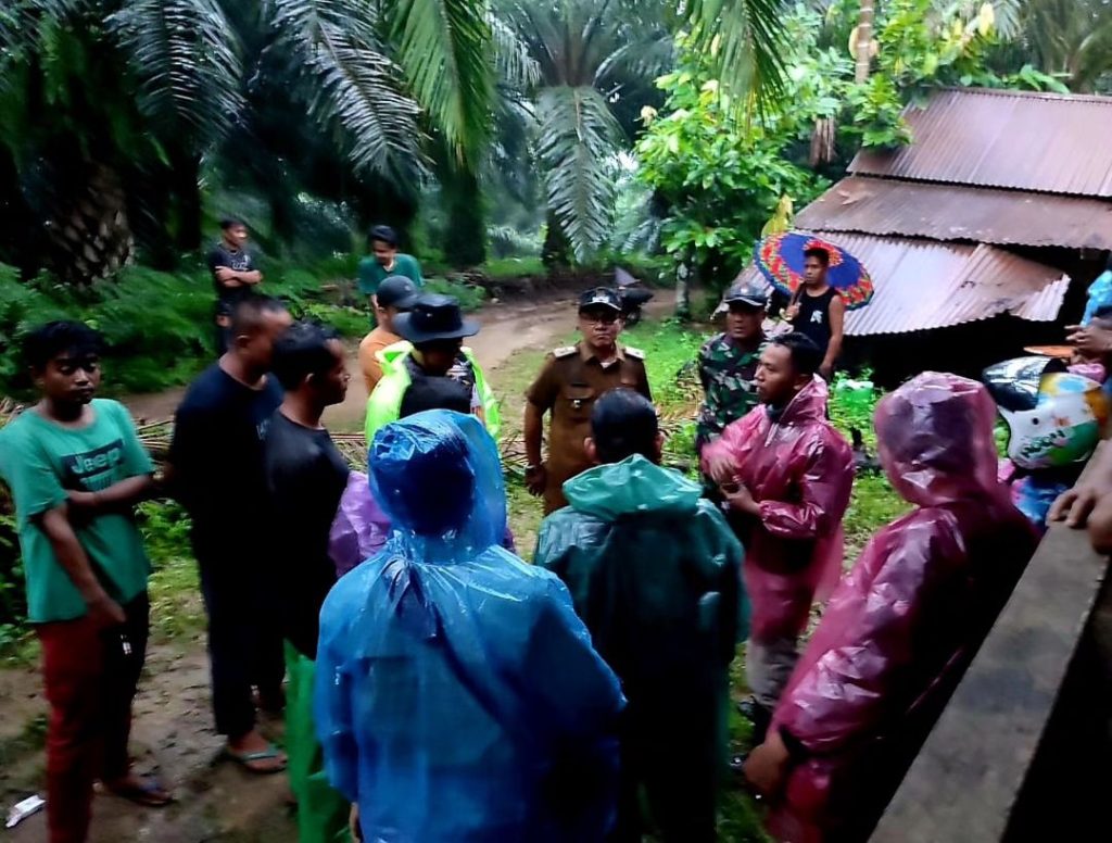 Kemunculan Harimau Sumatera di Nagari Ladang Panjang, Kec. Tigo Nagari, Kab. Pasaman