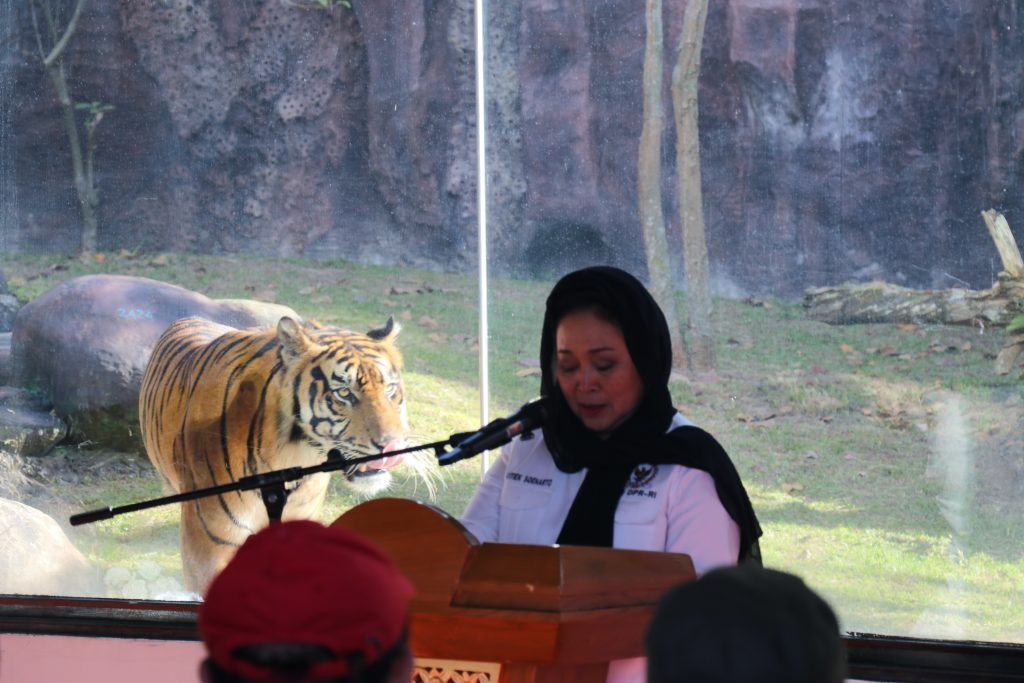 Sepasang Anak Harimau Sumatera Lahir di TMSBK Bukittinggi, Diberi Nama Rizki dan Lestari oleh Titiek Soeharto