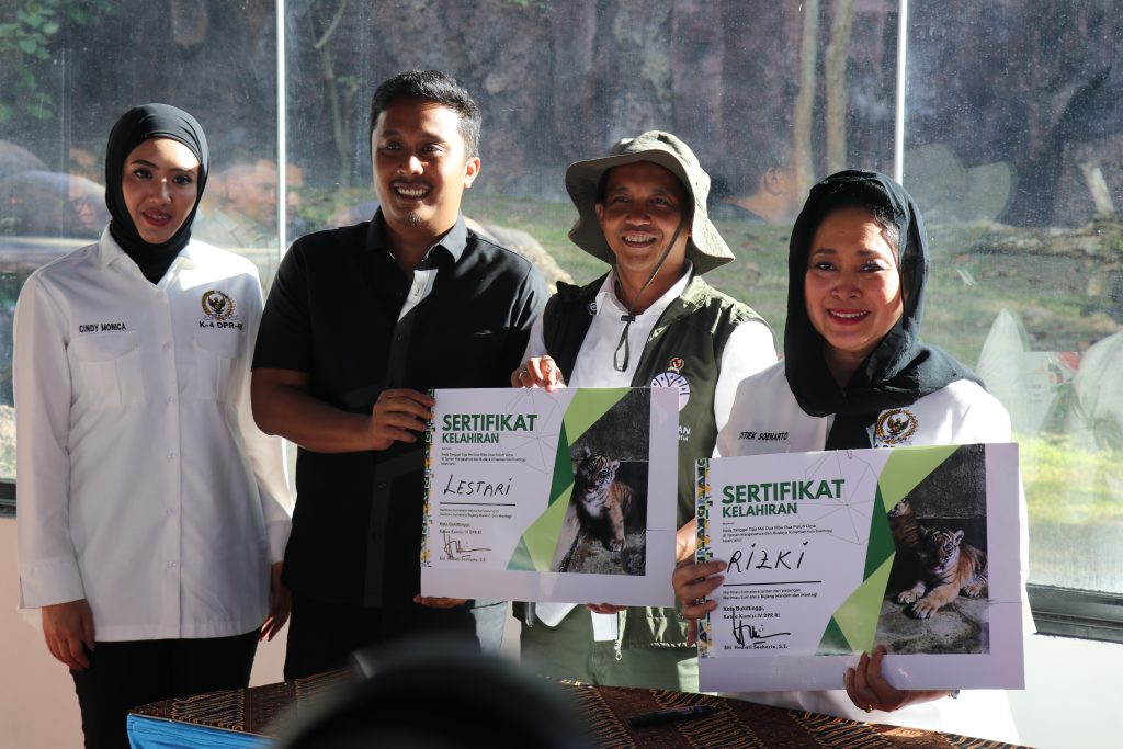 KELAHIRAN ANAK HARIMAU SUMATERA DI TMSBK BUKITTINGGI, HARAPAN BARU BAGI SPESIES LANGKA INDONESIA BUKITTINGGI