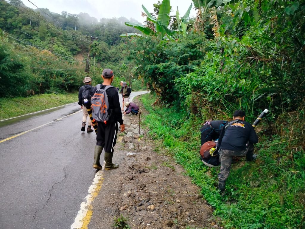 Satwa Harimau Melintasi Jalan RayaBKSDA Turunkan Tim
