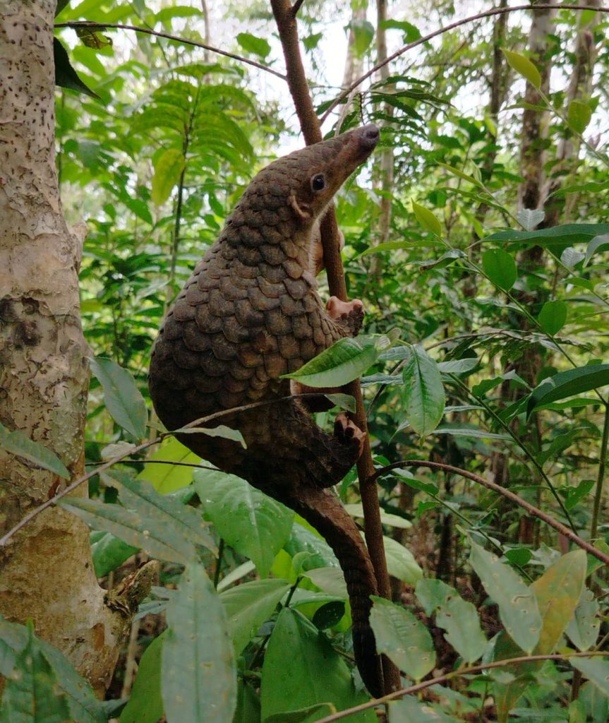 Kesadaran Masyarakat: Penemuan dan PenyelamatanAksi nyata konservasi kembali ditunjukkan oleh warga Sumatera Barat