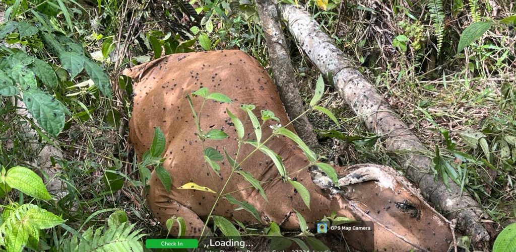 Harimau Sumatera Mangsa Ternak Warga di Pesisir Selatan, Tim Gabungan Turun ke Lokasi