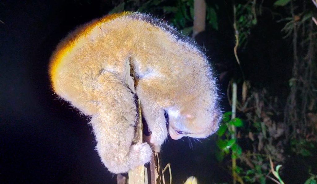 Aksi Nyata Mahasiswa Tanah Datar: Selamatkan Si ‘Malu-Malu’ untuk Kembali ke Pelukan Alam