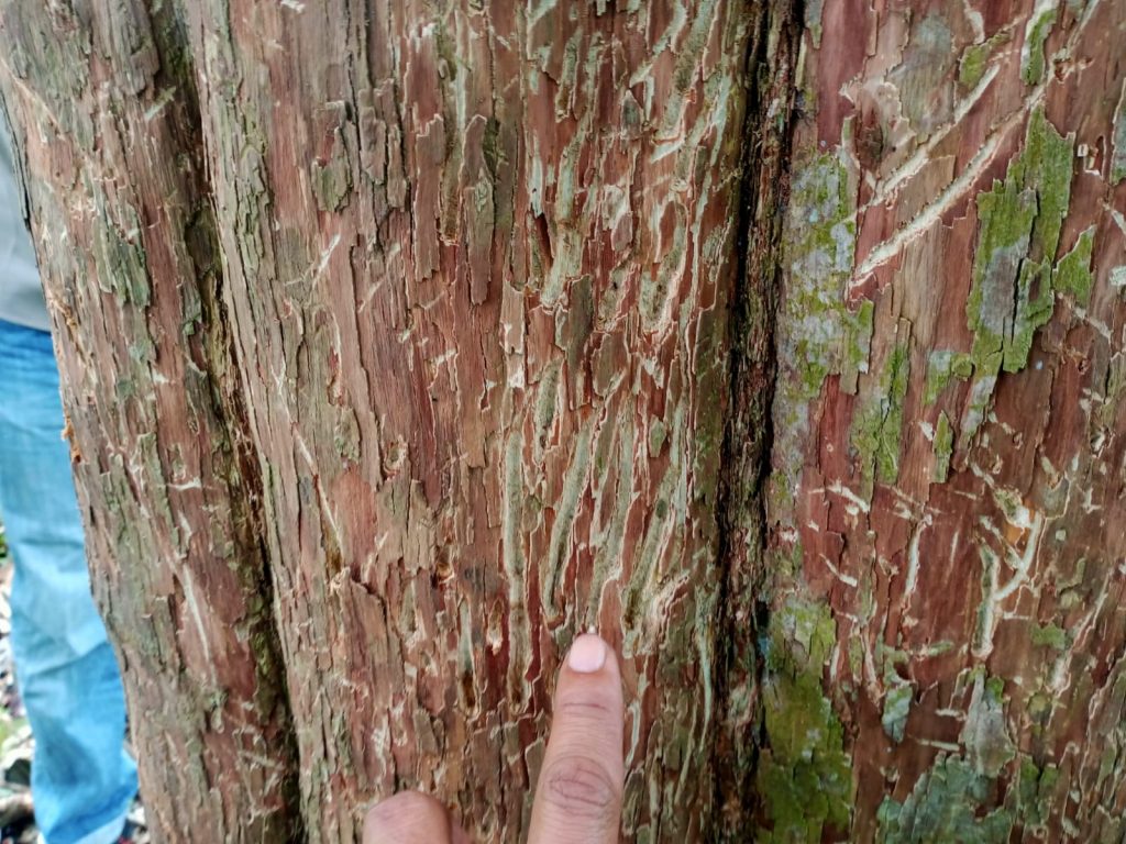 Konflik Satwa di Sijunjung: Beruang Madu Masuk Perkebunan, Petugas Lakukan Penghalauan