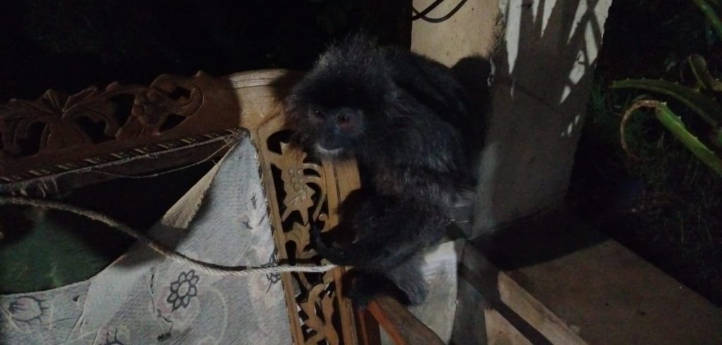 Lemas di Dekat Trafo, Satwa Lutung di Pasar Usang Berhasil Dievakuasi BKSDA Sumbar