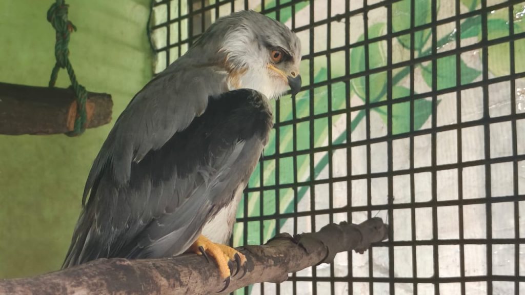 Warga Dadok Tunggul Hitam Padang Serahkan Anak Elang Tikus “Sikok” yang Terjatuh ke BKSDA Sumbar