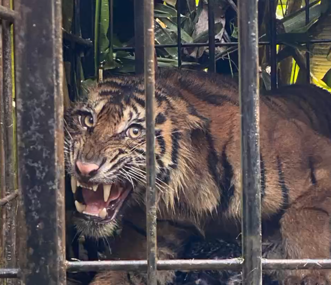 Balai KSDA Sumatera Barat Evakuasi Harimau Sumatera yang Masuk Perangkap di Area Permukiman dan Sekolah