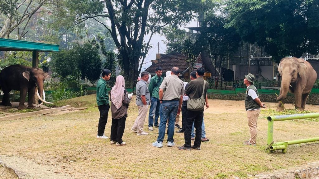 BKSDA Sumbar Bergerak Cepat Koordinasikan Penanganan dan Rencana Evakuasi Gajah Zidan di TMSBK Bukittinggi